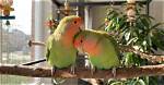 The Ultimate Guide to Streaming "The Lovebirds" on Solarmovie