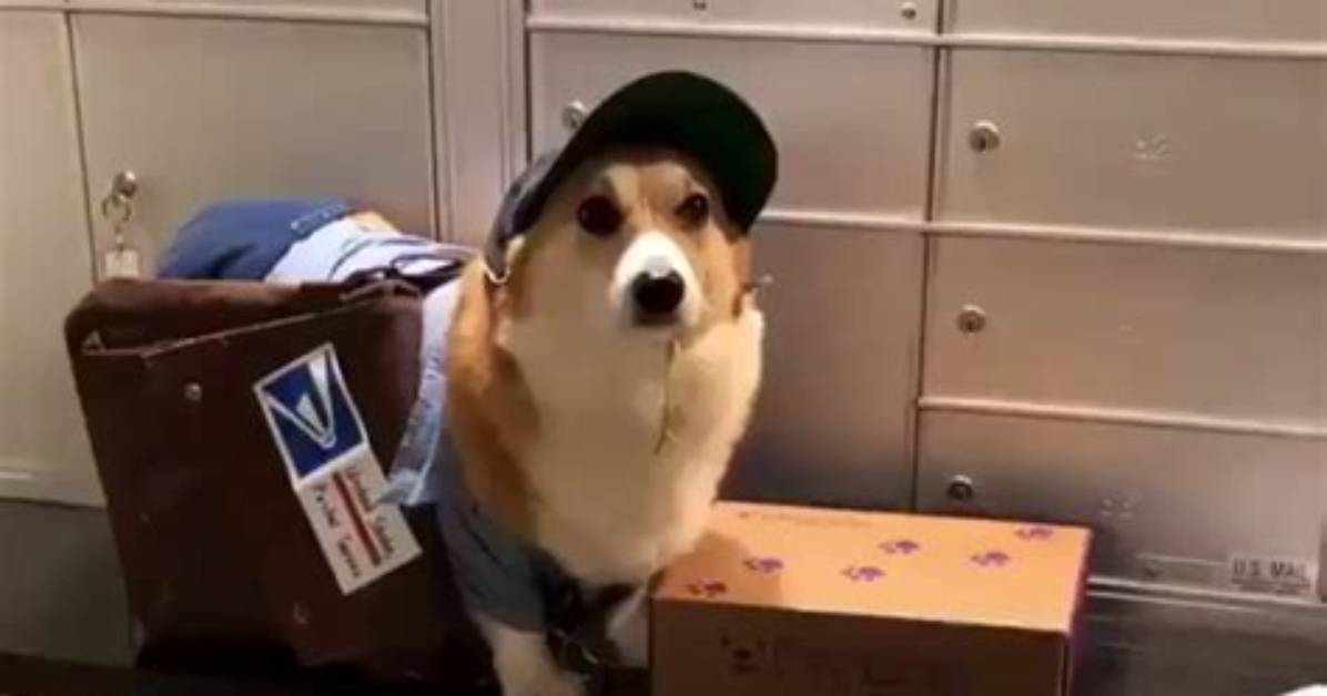 The Ultimate Mailman Dog Guide: Everything You Need to Know