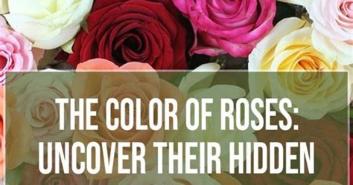 Uncover Hidden Meaning Behind the Rose in Lyrics