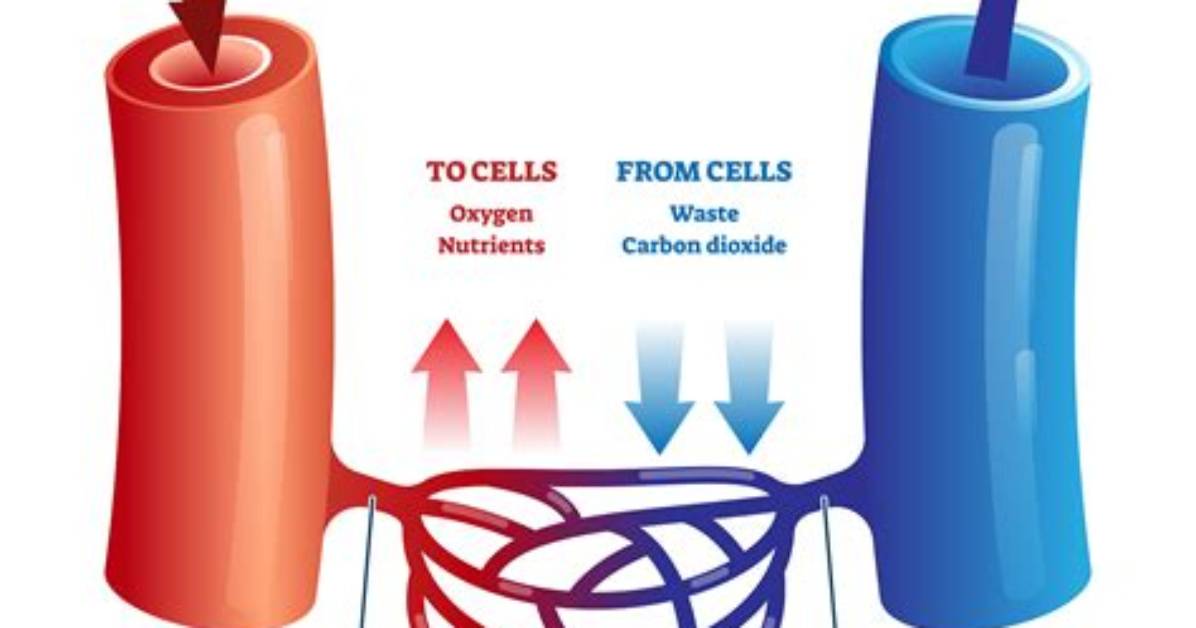 Understanding the Vessels That Carry Blood Away from the Heart