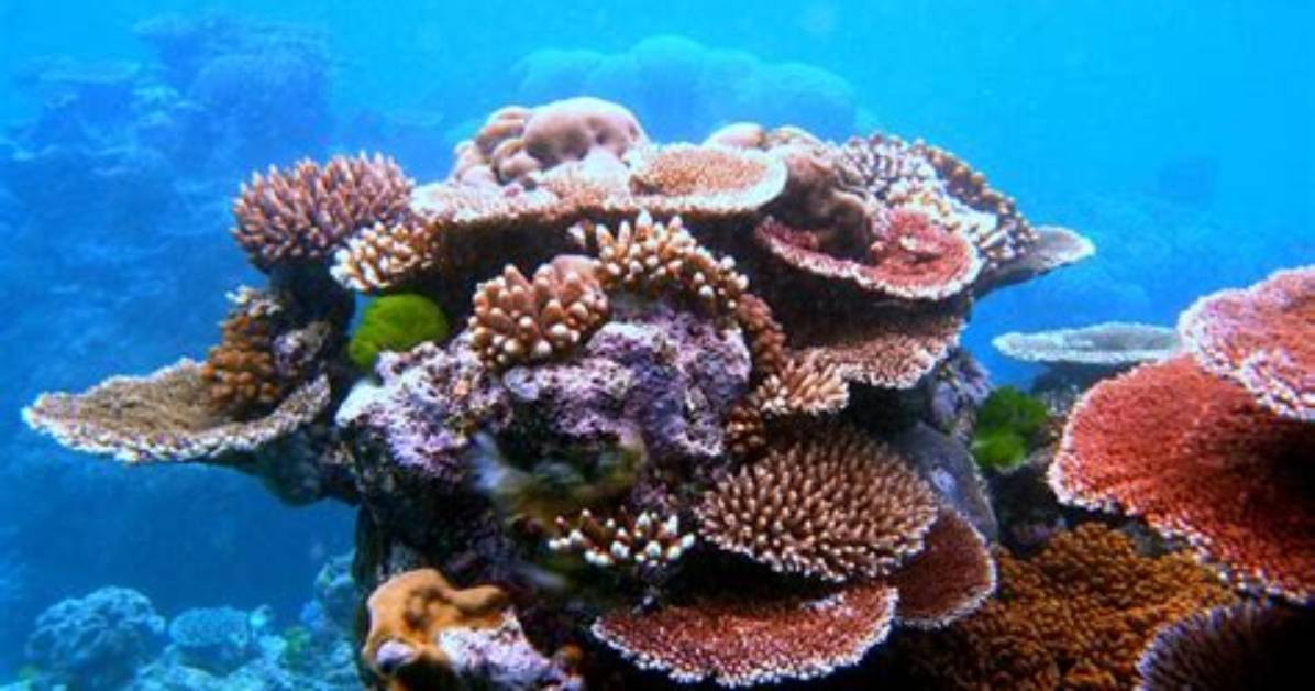 Unlock the Secrets of Coral Reefs with Gabriella Salick, Marine Conservation Pioneer