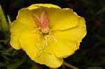 Unveil the Secrets of Gardening at the Qc Flower and Garden Show