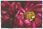 Unveiling the Artful Visions of Surata Zuri Mccants