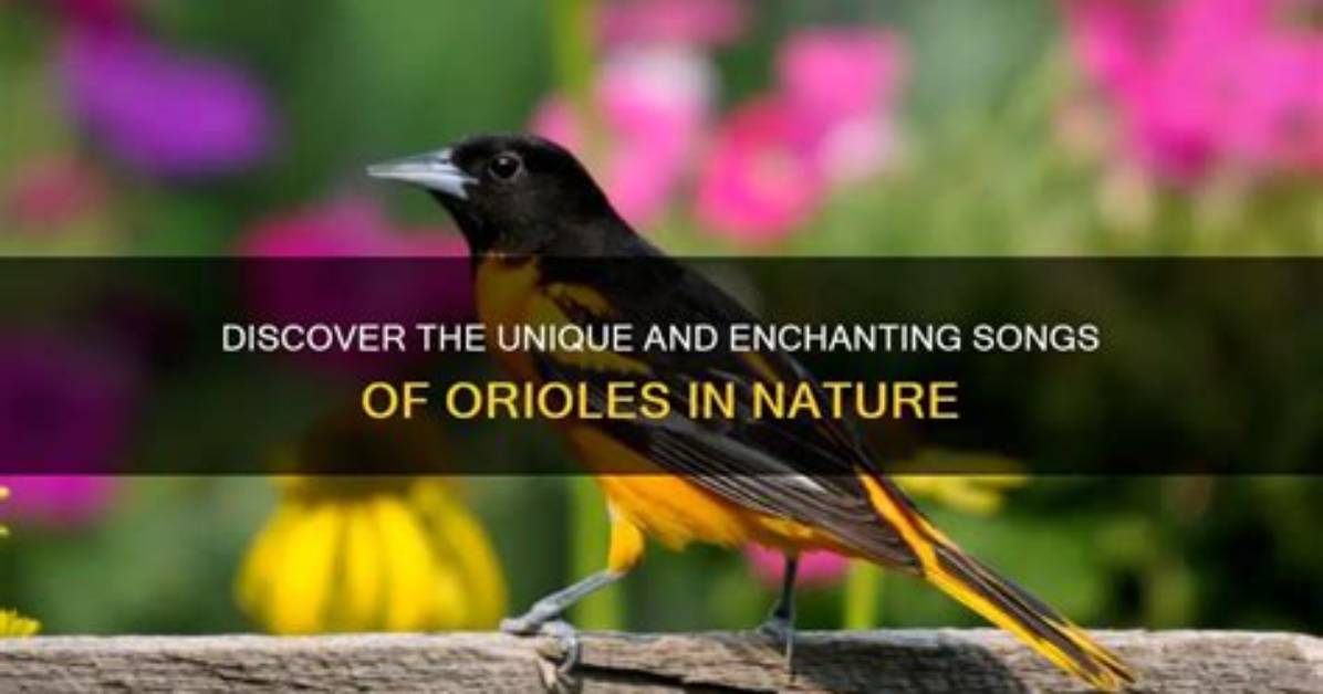Unveiling the Enchanting World of Orioles: Discoveries and Insights