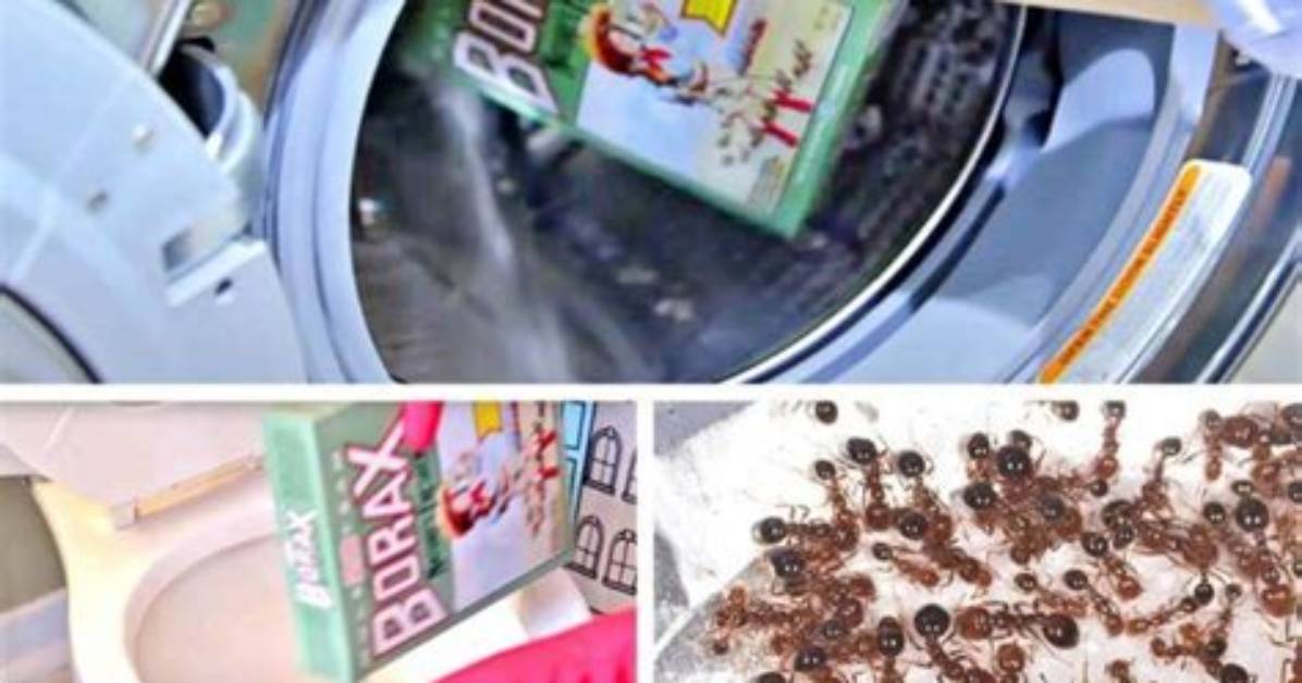 Unveiling the Many Uses of Borax: Insights from Barbara O'neill