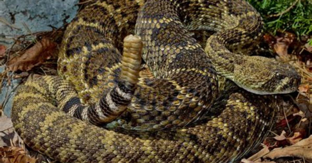 Unveiling the Residence of the Texas Rattlesnake: Where Does Stone Cold Live?