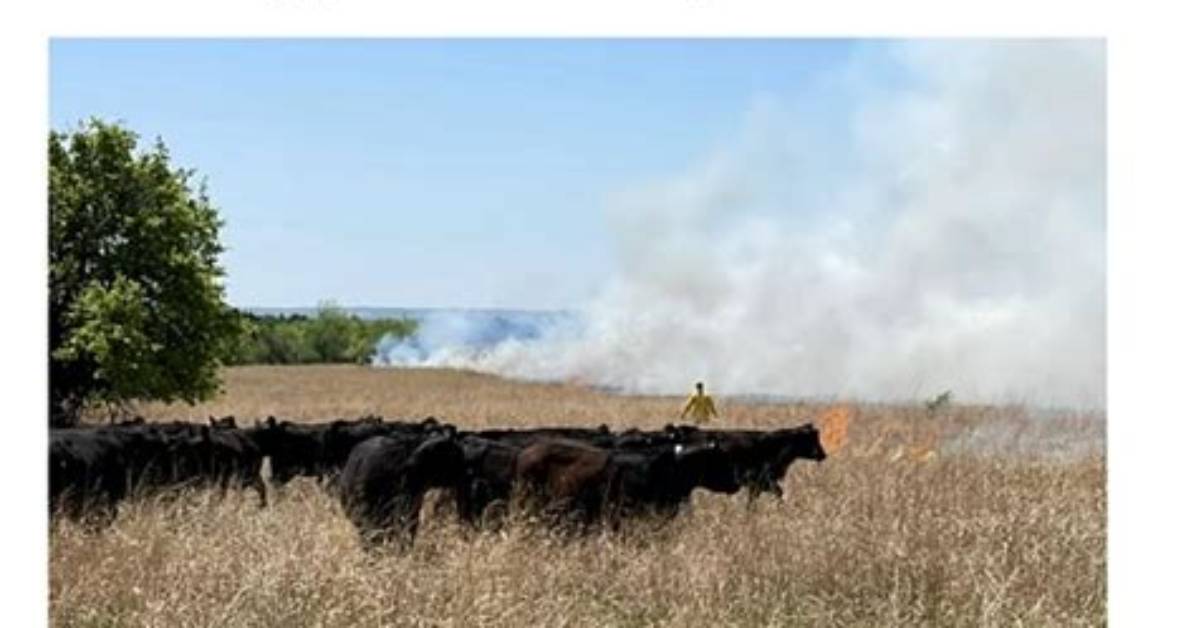 Unveiling the Secrets of Rangeland Ecology with Dianne Holechek