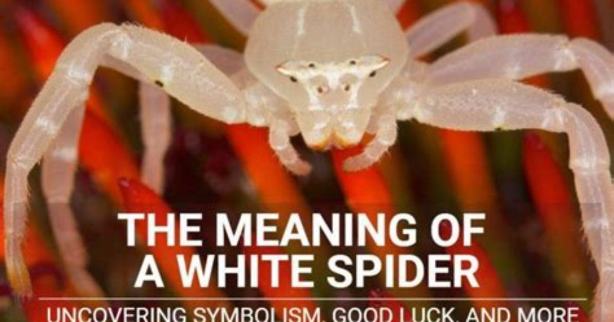 Unveiling the Symbolism and Meaning Behind Spider Lilies