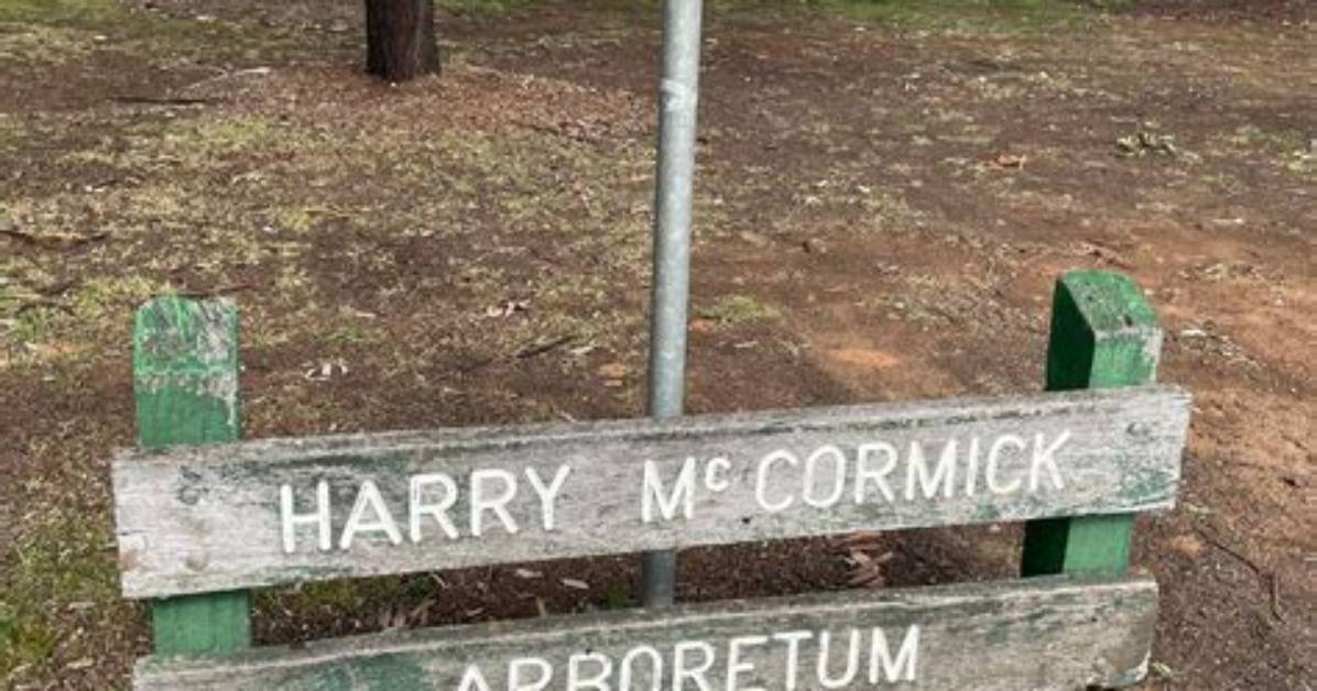 Unveiling the Talents of Harry Mccormick: the Rising Actor