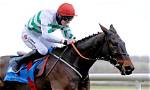 What Happened to Ginto Horse? Cheltenham Death as Fans Are Mourning
