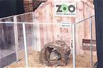 What Is Staten Island Chuck’s Accuracy? Groundhog Predicts Early Spring, Contradicting Punxsutawney Phil