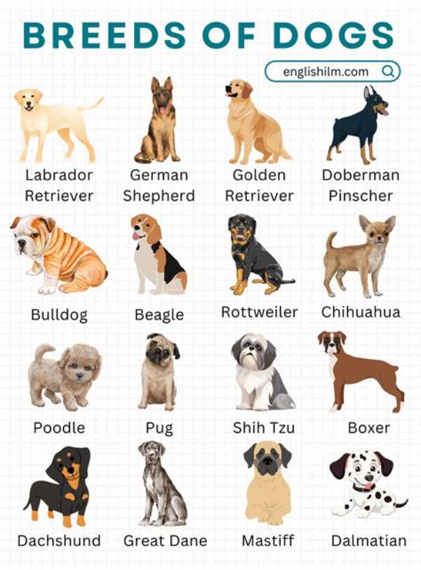 What Type of Dog Is Tank on ‘Fbi: International’?