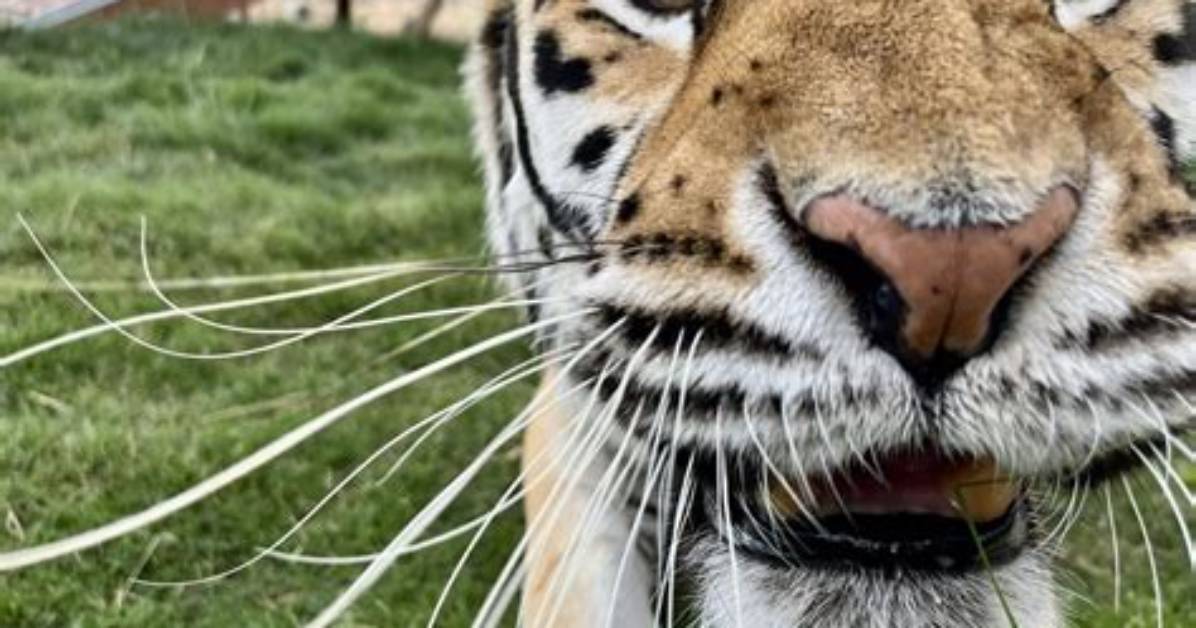 Whiskers on the Big Screen: Exploring the World of Cat Movies in Hd