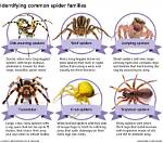 Why Spiders Find You Irresistible