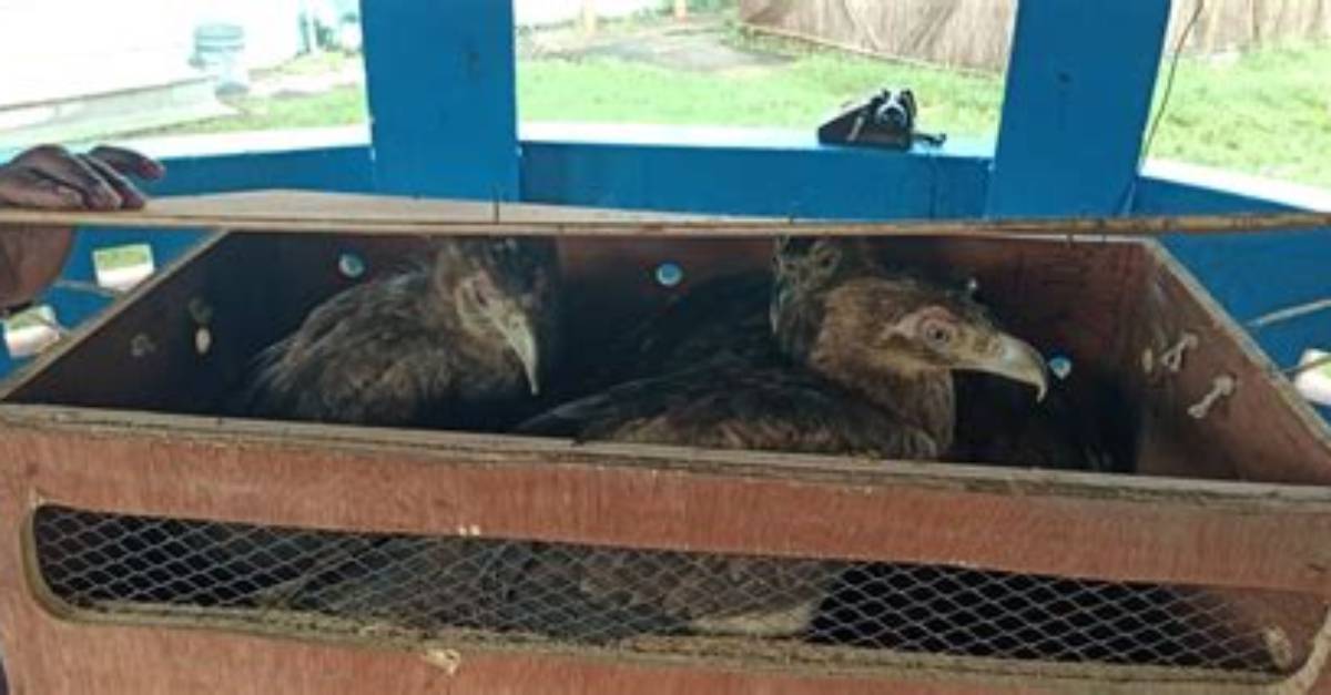 Wildlife Trafficking Continues Across Indo-B’desh Border, Bsf Intercepts Parcel with Four Golden Eagles