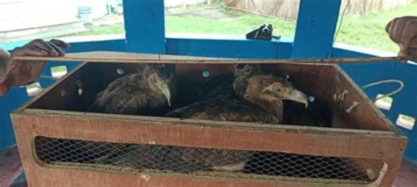 Wildlife Trafficking Continues Across Indo-B’desh Border, Bsf Intercepts Parcel with Four Golden Eagles